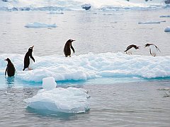 Making_a_Scene_Gentoo_Penguins_Antarctica copia